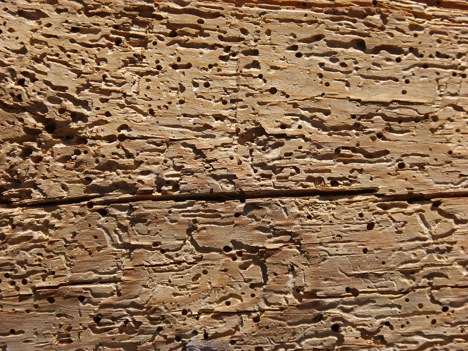 Come eliminare i tarli del legno e rinnovare i mobili brico.it Come eliminare il tarlo dai mobili