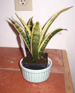 Sanseveria