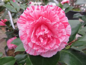 camelia