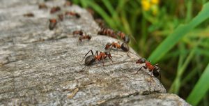 Come-eliminare-le-formiche