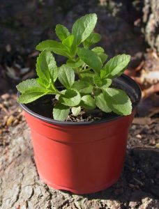 Stevia-pianta