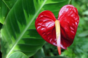 Anthurium