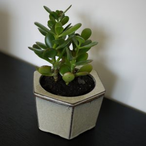 Crassula