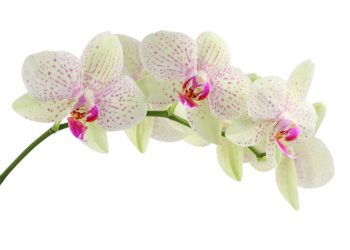 Orchidea