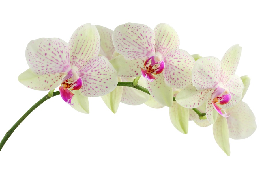 Orchidea