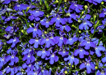 Lobelia