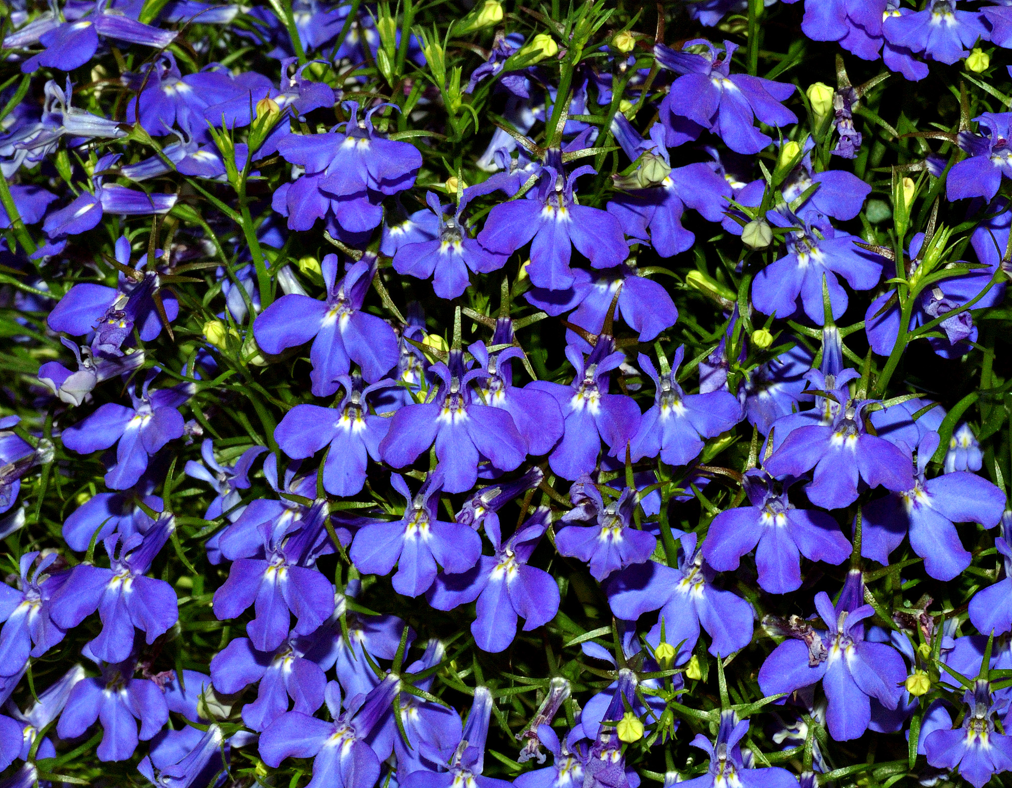 Lobelia: come coltivare la pianta in vaso o sul giardino