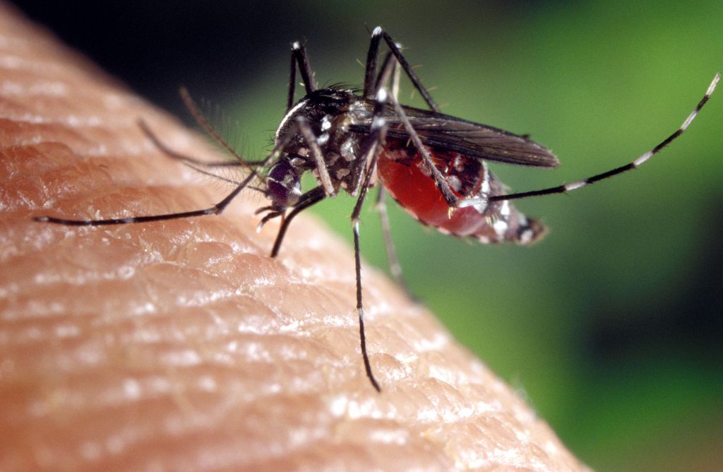 Rimedi-contro-le-zanzare