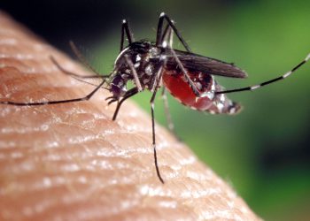 Rimedi-contro-le-zanzare