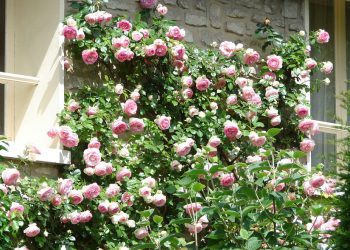 Rose-rampicanti