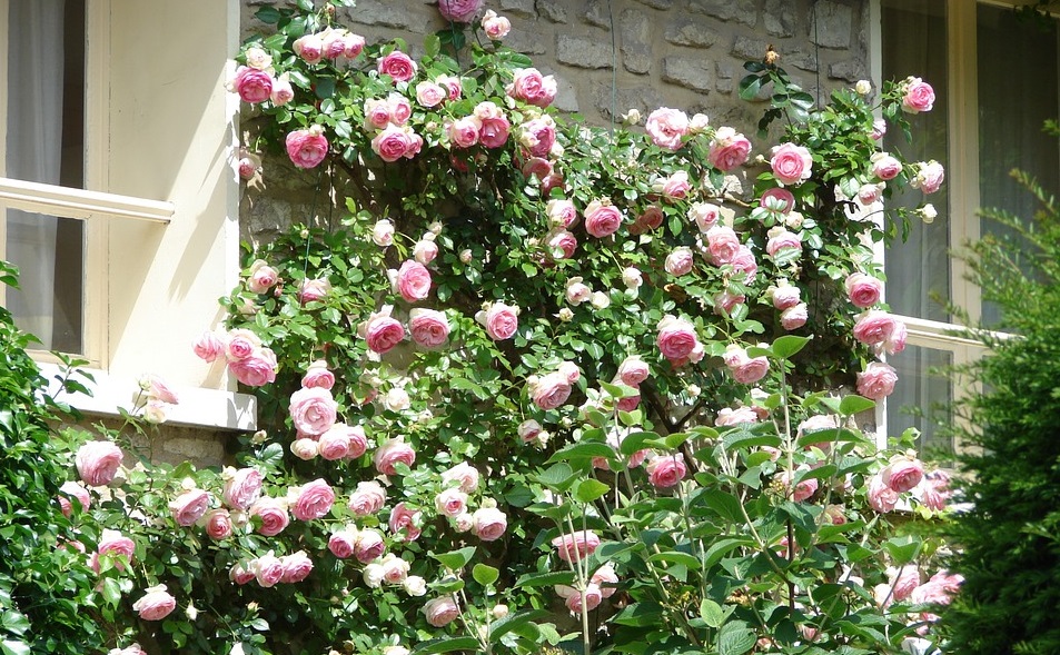 Rose-rampicanti