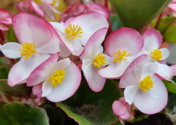 Begonia