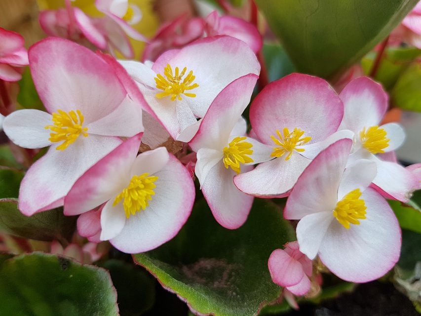 Begonia come coltivare la pianta in casa o sul balcone