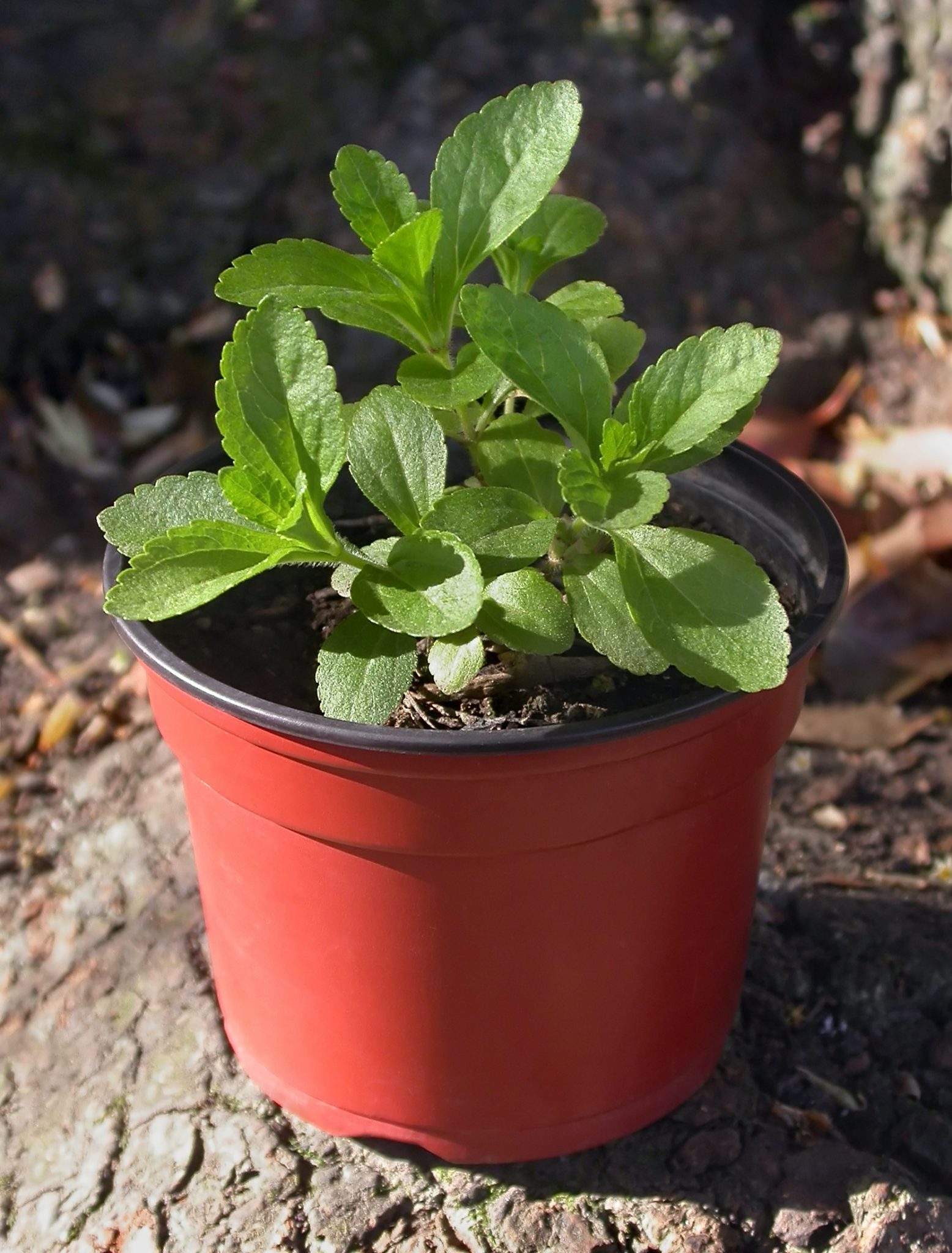 Stevia come coltivare la pianta in vaso per avere un dolcificante naturale