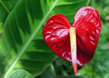 Anthurium