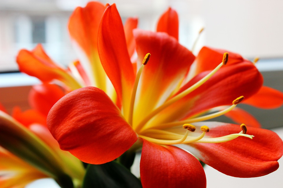 Clivia