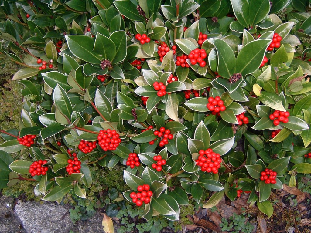 Skimmia