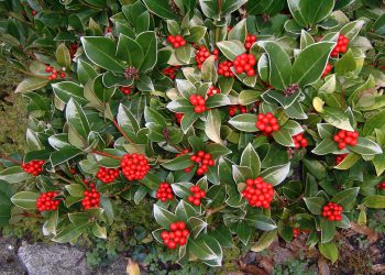 Skimmia