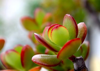 Crassula