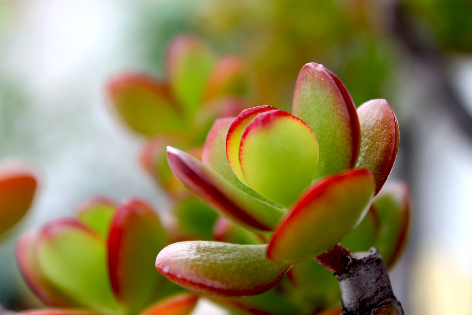 Crassula