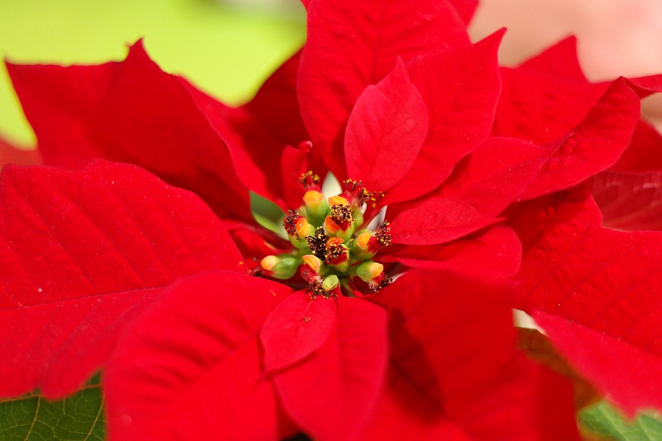 Pianta Stella Di Natale.Stella Di Natale Guida Alla Coltivazione Della Pianta In Vaso