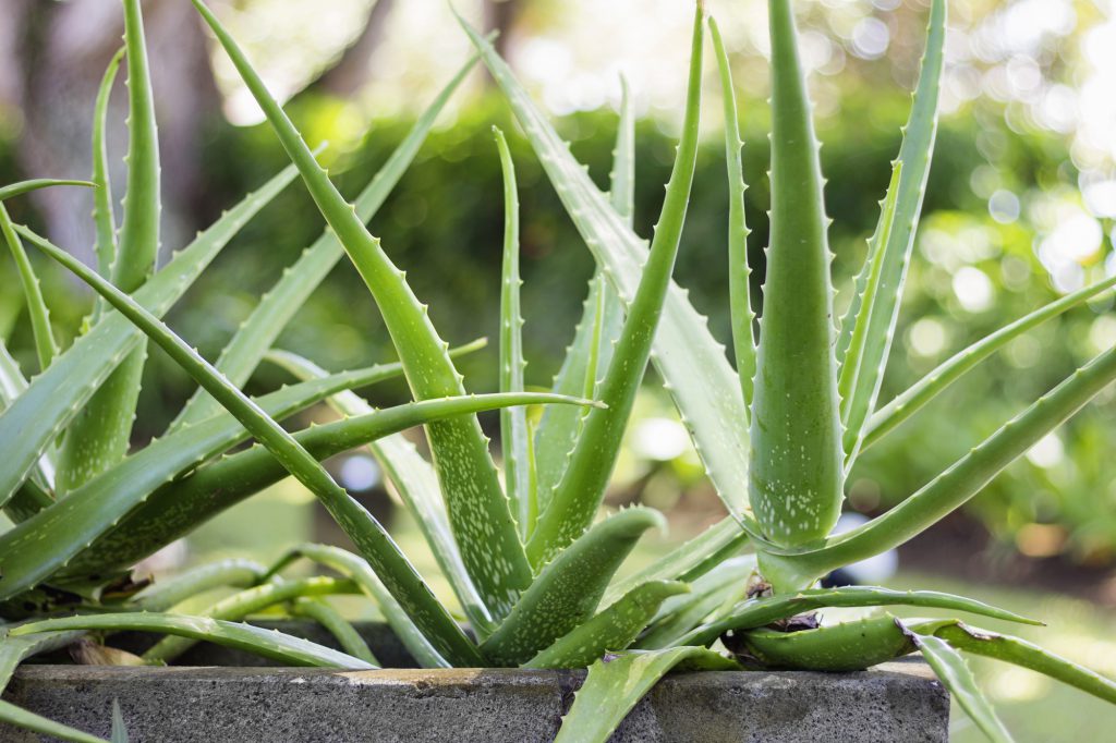 Aloe vera vaso in casa