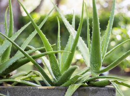 Aloe vera vaso in casa