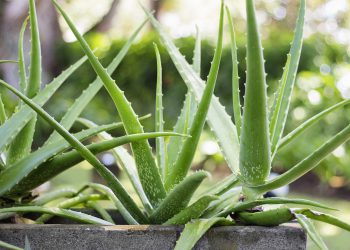 Aloe vera vaso in casa